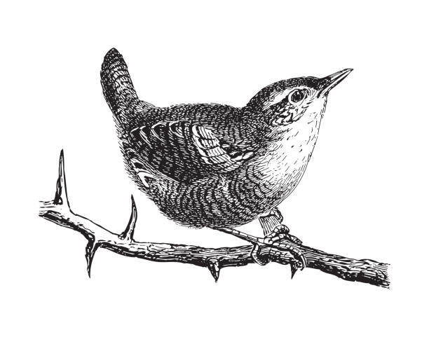 ilustraciones, imágenes clip art, dibujos animados e iconos de stock de wren (troglodytes parvulus) - ilustración grabada vintage - wren