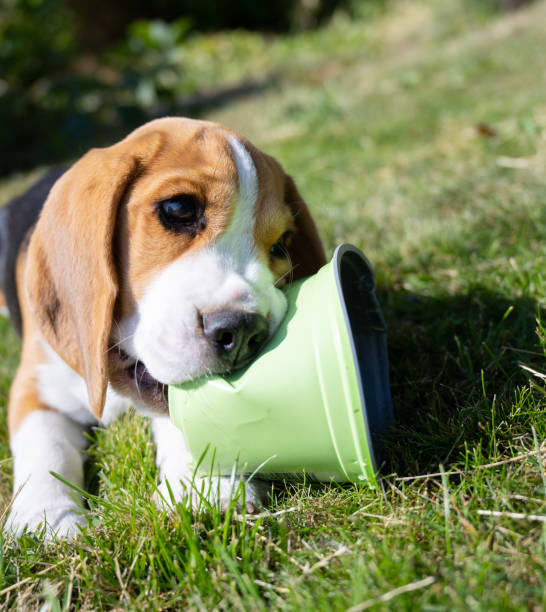 istock Cute beagle puppy playing with plastic flower pot, lying on grass 1361873886
