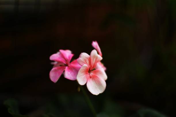 istock pink flower in bloom 1361874053