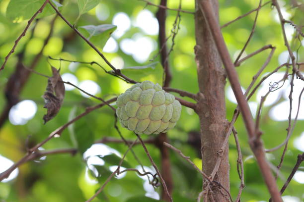 istock Ripe fresh cilantro fruit (Annona squamosa ) hanging from a tree branch in the garden. Sugar apple. 1361874898