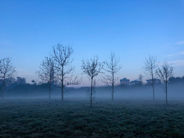 sylwetki drzew we mgle o świcie - winter lake snow fog zdjęcia i obrazy z banku zdjęć