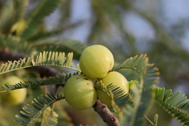 die frucht der amla, die im ayurveda als medizin verwendet wird, wird auf einen baum im garten gepflanzt. phyllanthus emblica, auch bekannt als emblic, emblic myrobalan, myrobalan, indische stachelbeere, malakka-baum, - gooseberry fruit growth green stock-fotos und bilder