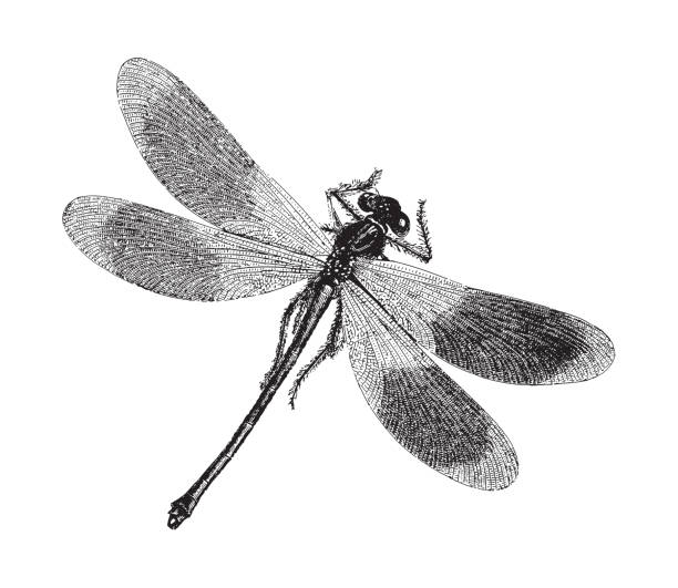 Damselfly - Dragonfly - vintage engraved illustration illustration from Meyers Konversations-Lexikon 1897 dragonfly drawing stock illustrations