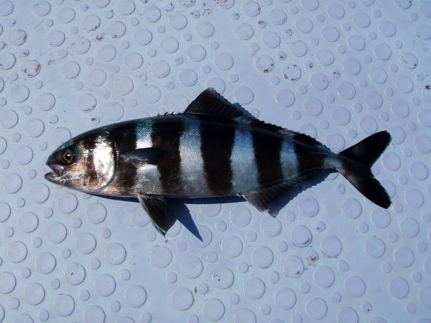 Fish sample of “Pilot fish” on the deck Fish sample photo of striped color “Pilot fish” on the deck of the fishing boat pilot fish stock pictures, royalty-free photos & images