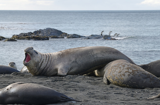 an Elephant seal at Gold Harbour in South Georgia