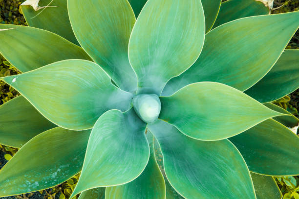 istock Aloe Vera plant 1361876566