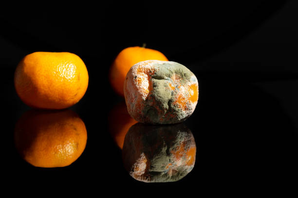 Group of three tangerines on a black background, one of them in an advanced state of decomposition with mold on most of its surface. Concept of stored food. stock photo