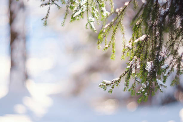 istock Nature Winter background with snowy pine tree branches, shallow DOF 1361878935