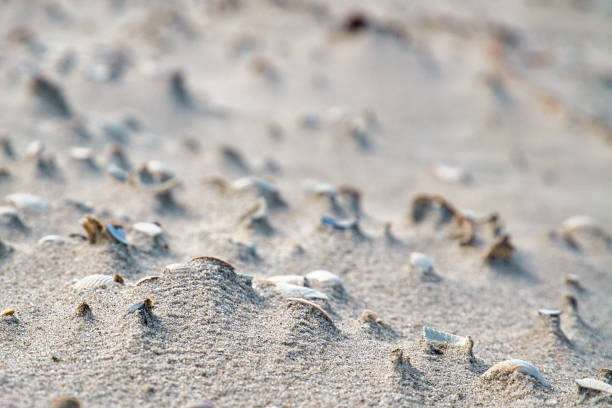 istock Wave pattern on the beach of the Baltic Sea. The waves leave a pattern in the sand. 1361880442