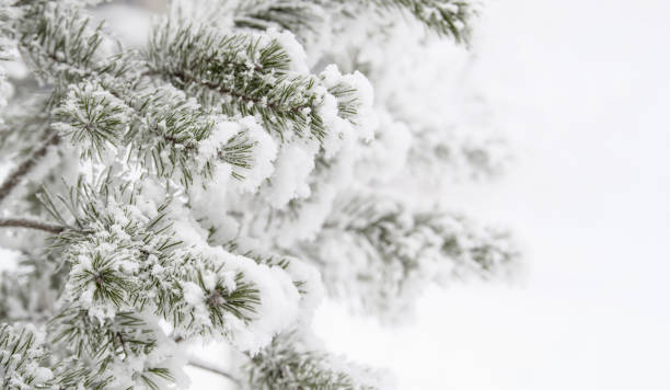 istock Pine branches covered with snow and frost on a light winter background. 1361882817