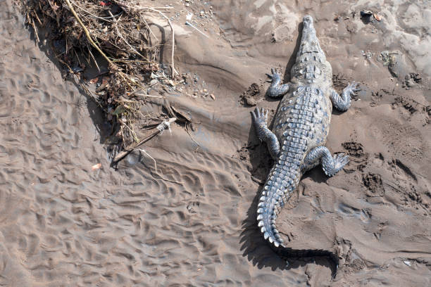 istock Crocodile in the river Tarcoles 1361883049