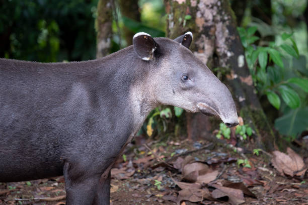 profil des baird's tapir im wald - tapir stock-fotos und bilder