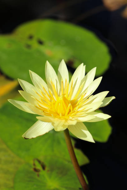 istock Full bloom white water lily flower 1361883844