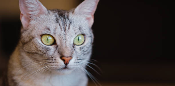 istock Beautiful gray cat lying on the floor. 1361887909