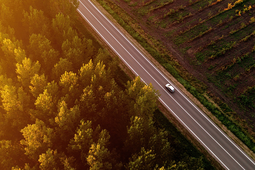 Single white car on road through cottonwood forest in summer sunset, aerial view from drone pov