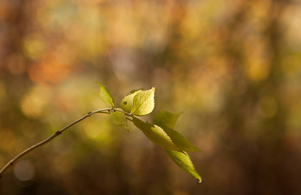 istock branch with green leaves in sunlight 136188895