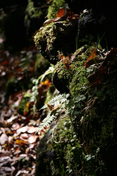 istock Ancient stone wall in a mountain hiking road 1361889102