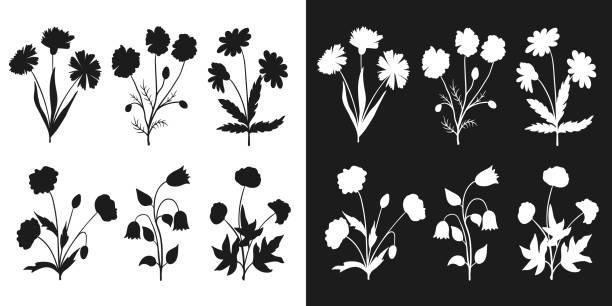 illustrations, cliparts, dessins animés et icônes de ensemble de fleurs sauvages silhouette noire et blanche - campanule canterbury