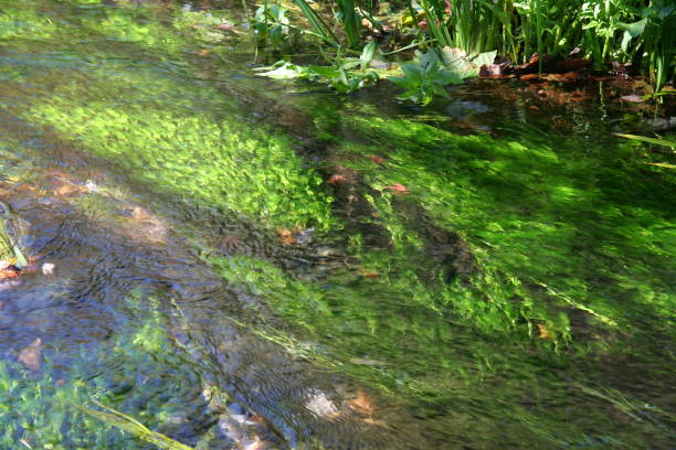 istock Japanese high land stream with aquatic plants 1361889922