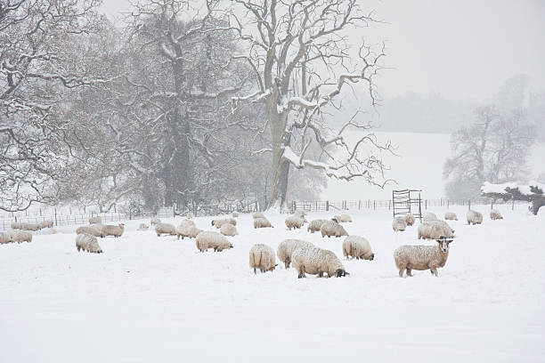 istock Sheep in the snow 136189006