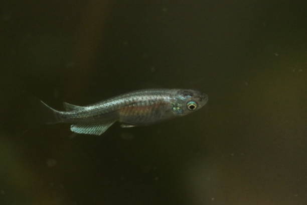 istock Macro side view of Japanese aquarium Killifish “Medaka” 1361893419