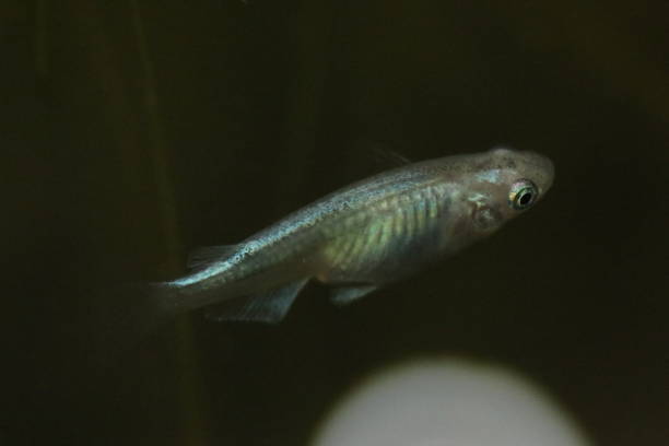 istock Macro side view of Japanese aquarium Killifish “Medaka” 1361893540
