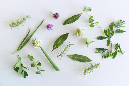 Edible plant collection isolated on white background. Ground Ivy, Rosemary, Allium, Chives, Bay Leaf, Ocimum Basilicum, Green Lovage.Top view. Edible plant concept.