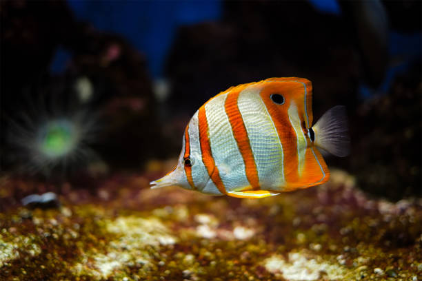 chelmon rostratus, pez mariposa de banda de cobre - copperband butterflyfish fotografías e imágenes de stock