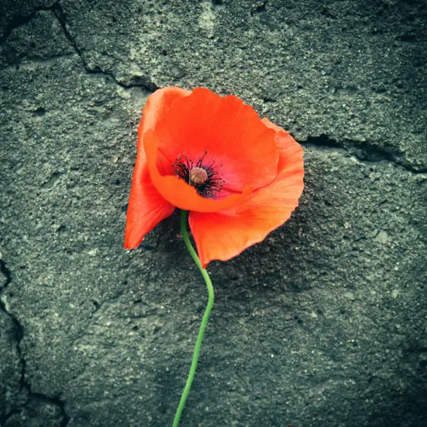 Vignetting Photo of Poppy Flower on the cracked wall background