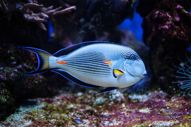 sohal surgeonfish underwater - 蝴蝶魚 個照片及圖片檔