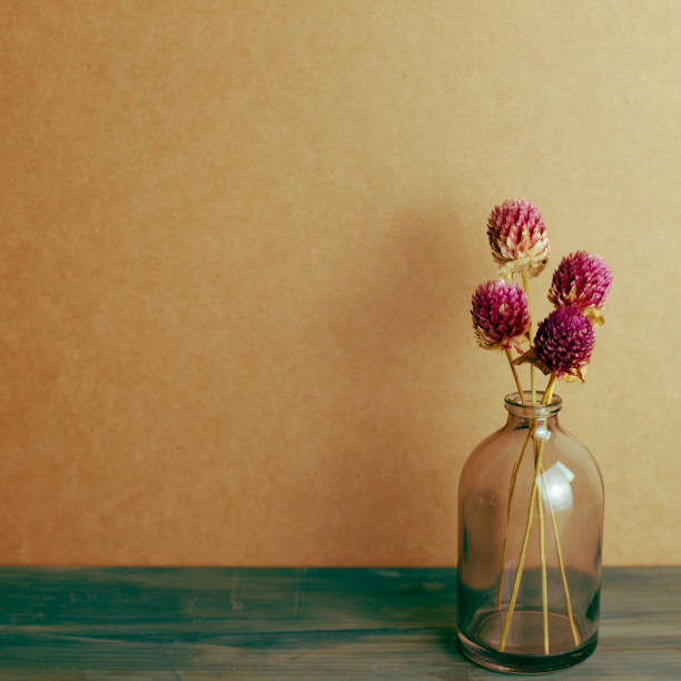 vase of purple globe amaranth dry flowers on blue painted wooden table. brown wall background. home interior. vintage retro filter - globe amaranth imagens e fotografias de stock