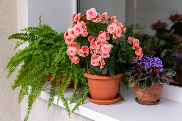 plantas de interior - begonia, helecho, violeta - en el alféizar de la ventana. invernadero, floricultura, hobby. - begonia fotografías e imágenes de stock