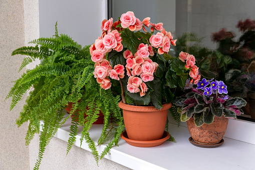 Houseplants - begonia, fern, violet - on the windowsill. Green house, floriculture, hobby.