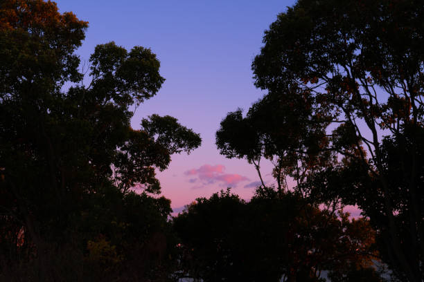 I went to the park and after the sunset the sky was colored purple from orange gradually.