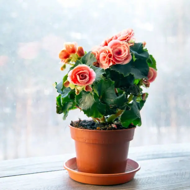 Blooming begonia elatior of the Borias variety. Floriculture, hobby, green home.