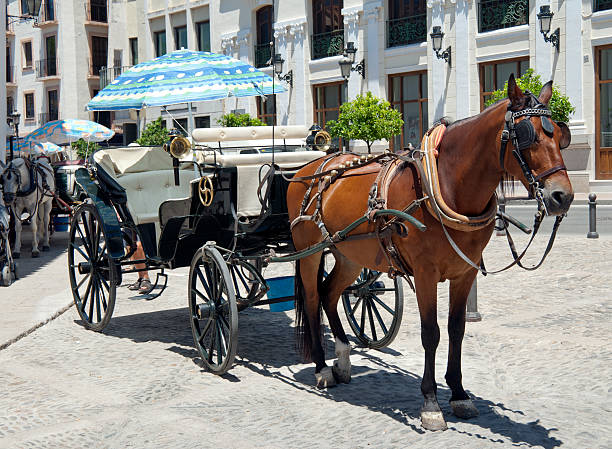 istock Horse and Carriage for Hire 136190164