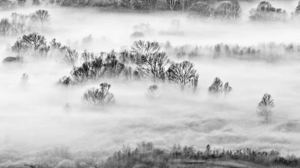istock The enchanted forest, black and white landscape 1361904111