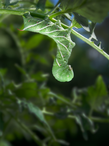 Tobacco Hornworm, a close relative to the Tomato Hornworm (Manduca quinquemaculata), hanging upside down from a tomato plant.