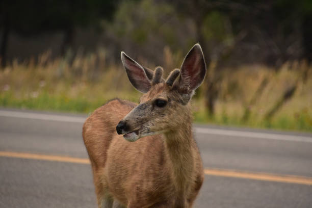 istock Sweet Faced Deer in the Wild 1361905112