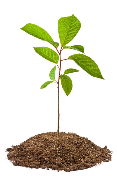 istock Green sapling of bird-cherry tree 136190514