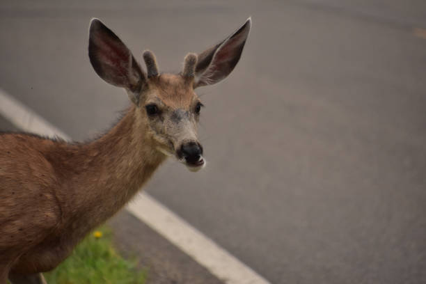 istock Sweet Faced Deer in the Wild 1361905286