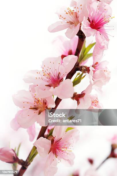 Japanische Pfirsich Stockfoto und mehr Bilder von Aprikosenblüte - Aprikosenblüte, Ast - Pflanzenbestandteil, Baum