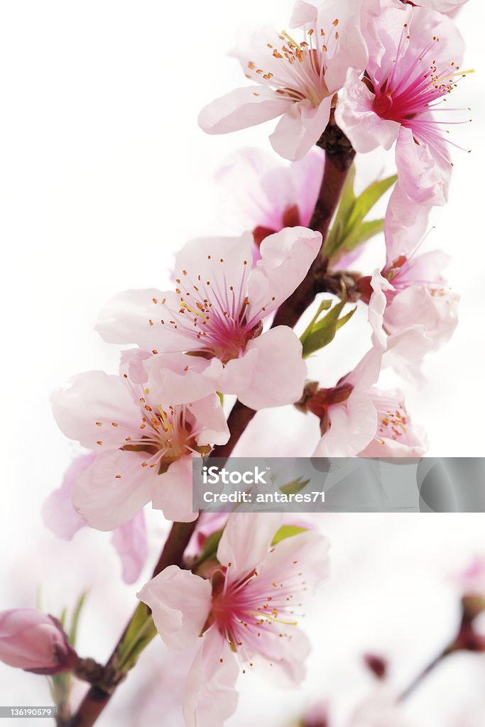 日本のピーチ - アンズの花のロイヤリティフリーストックフォト