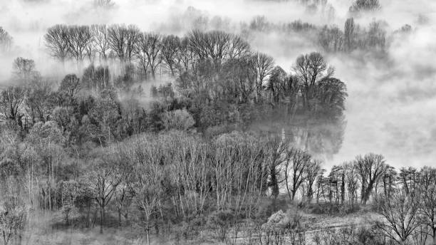 istock Foggy morning in the enchanted forest 1361906299