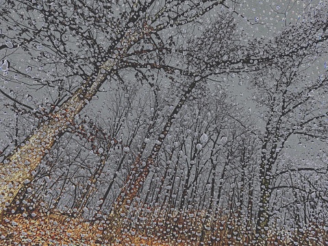 Abstract Festive Christmas Rain with Fall Trees and Leaves at the Lake in Ohio. Happy Holidays.