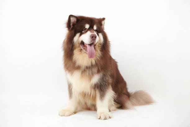 istock Alaskan Malamute dog on white background. 1361907976