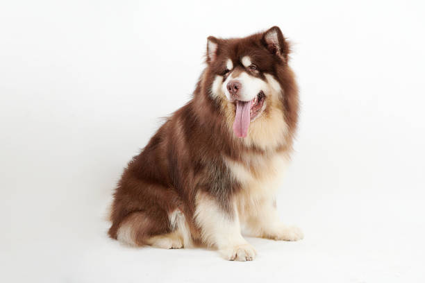istock Alaskan Malamute dog on white background. 1361907977