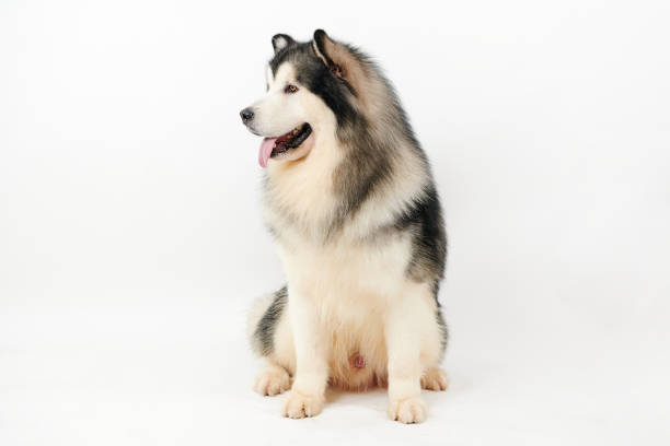 istock Alaskan Malamute dog on white background. 1361907985