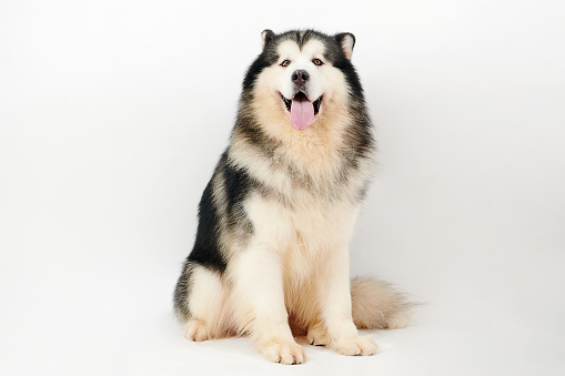 Alaskan Malamute dog on white background.