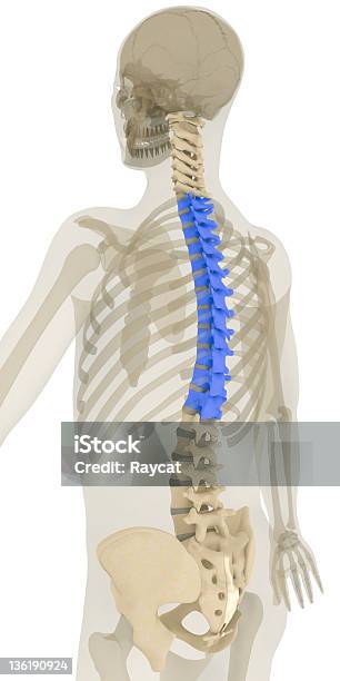 Позвоночника Грудного Шейный Позвонок Выделенные — стоковые фотографии и другие картинки Thoracic Vertebrae - Thoracic Vertebrae, Поясничный позвонок, Иллюстрация